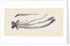 Sucker of Gnat by Anonymous