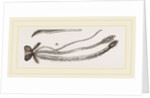 Sucker of Gnat by Anonymous