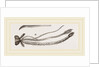 Sucker of Gnat by Anonymous