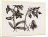 Larkspur and Columbine by Anonymous
