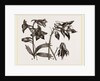 Larkspur and Columbine by Anonymous