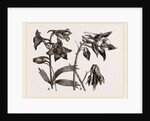 Larkspur and Columbine by Anonymous
