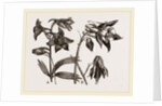 Larkspur and Columbine by Anonymous