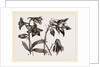 Larkspur and Columbine by Anonymous