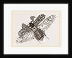 Beetle flying by Anonymous