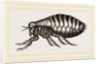 Flea by Anonymous