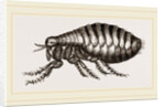Flea by Anonymous