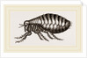 Flea by Anonymous