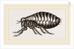 Flea by Anonymous