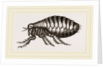 Flea by Anonymous