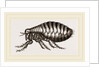 Flea by Anonymous
