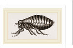 Flea by Anonymous