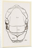 Thorax of Hornet by Anonymous