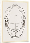 Thorax of Hornet by Anonymous
