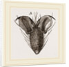 Foot of Bluebottle-Fly by Anonymous