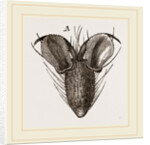 Foot of Bluebottle-Fly by Anonymous