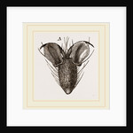 Foot of Bluebottle-Fly by Anonymous