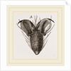 Foot of Bluebottle-Fly by Anonymous
