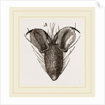 Foot of Bluebottle-Fly by Anonymous