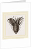 Foot of Bluebottle-Fly by Anonymous