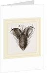 Foot of Bluebottle-Fly by Anonymous