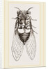 Under Side of Tree-hopper by Anonymous