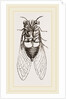 Under Side of Tree-hopper by Anonymous