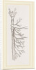 Nervous System in Chaffer-Beetle and Larva by Anonymous