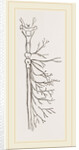 Nervous System in Chaffer-Beetle and Larva by Anonymous