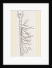 Nervous System in Chaffer-Beetle and Larva by Anonymous