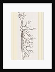 Nervous System in Chaffer-Beetle and Larva by Anonymous