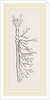 Nervous System in Chaffer-Beetle and Larva by Anonymous