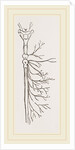 Nervous System in Chaffer-Beetle and Larva by Anonymous