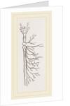 Nervous System in Chaffer-Beetle and Larva by Anonymous