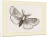 Moth by Anonymous