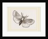 Moth by Anonymous