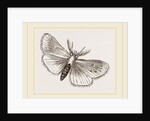 Moth by Anonymous