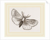 Moth by Anonymous