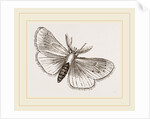Moth by Anonymous