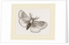 Moth by Anonymous