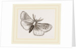 Moth by Anonymous