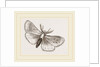 Moth by Anonymous