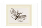 Moth by Anonymous