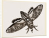 Death's-Head Hawk-Moth by Anonymous