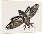 Death's-Head Hawk-Moth by Anonymous
