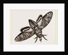 Death's-Head Hawk-Moth by Anonymous