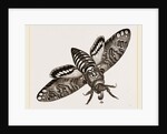 Death's-Head Hawk-Moth by Anonymous