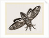 Death's-Head Hawk-Moth by Anonymous