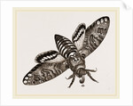 Death's-Head Hawk-Moth by Anonymous