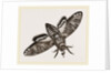 Death's-Head Hawk-Moth by Anonymous
